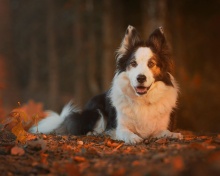 Screenshot №1 pro téma Border Collie 220x176