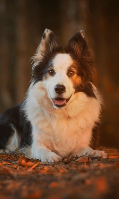 Обои Border Collie 240x400