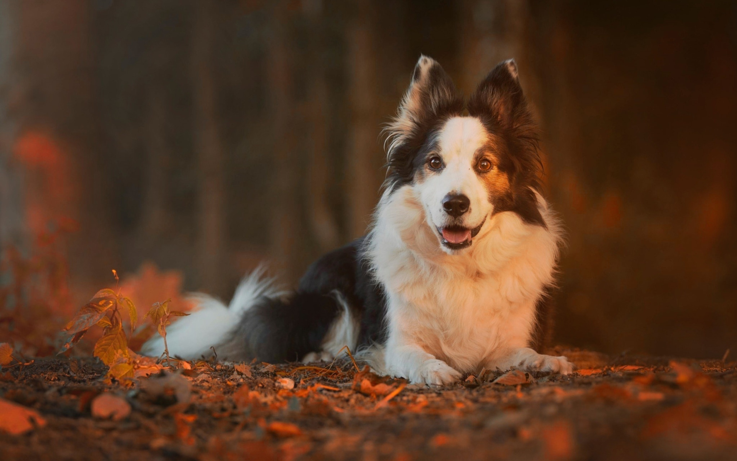 Border Collie wallpaper 2560x1600