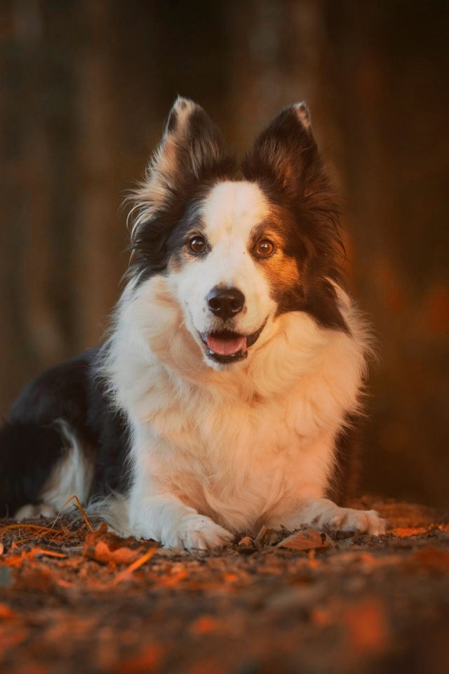 Border Collie wallpaper 640x960