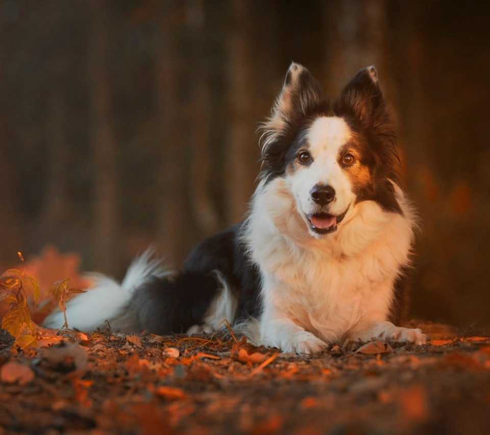 Обои Border Collie 960x854