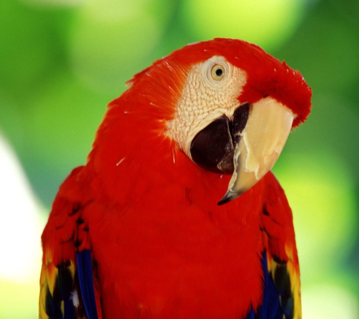 Red Parrot wallpaper 1440x1280