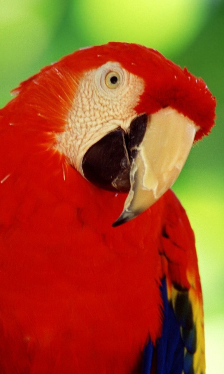 Обои Red Parrot 768x1280