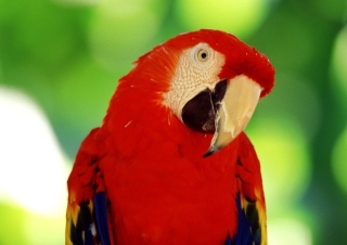 Red Parrot - Obrázkek zdarma 