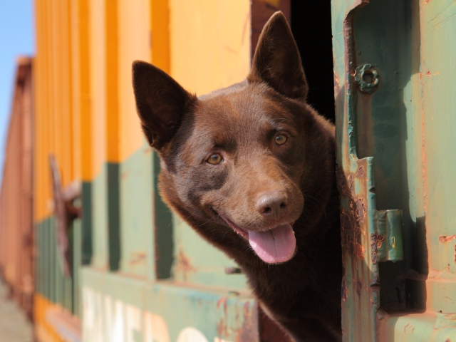 Curious Brown Dog screenshot #1 640x480