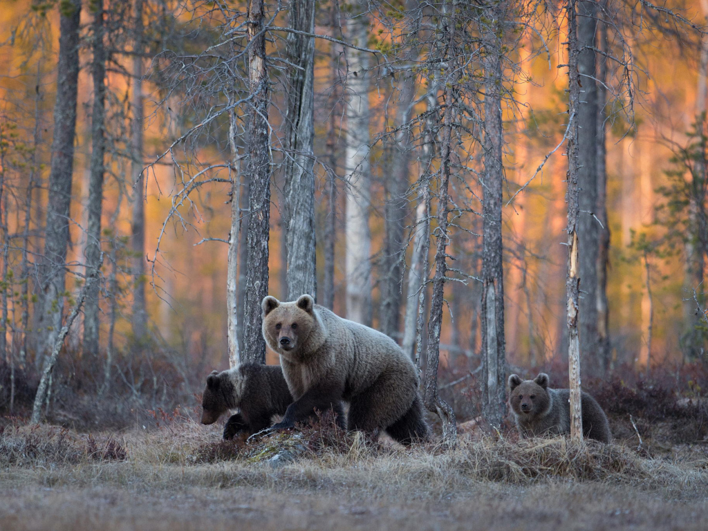 Das Wild Bears In Forest Wallpaper 1024x768
