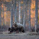 Wild Bears In Forest wallpaper 128x128