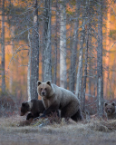 Wild Bears In Forest wallpaper 128x160
