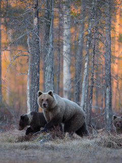 Das Wild Bears In Forest Wallpaper 240x320