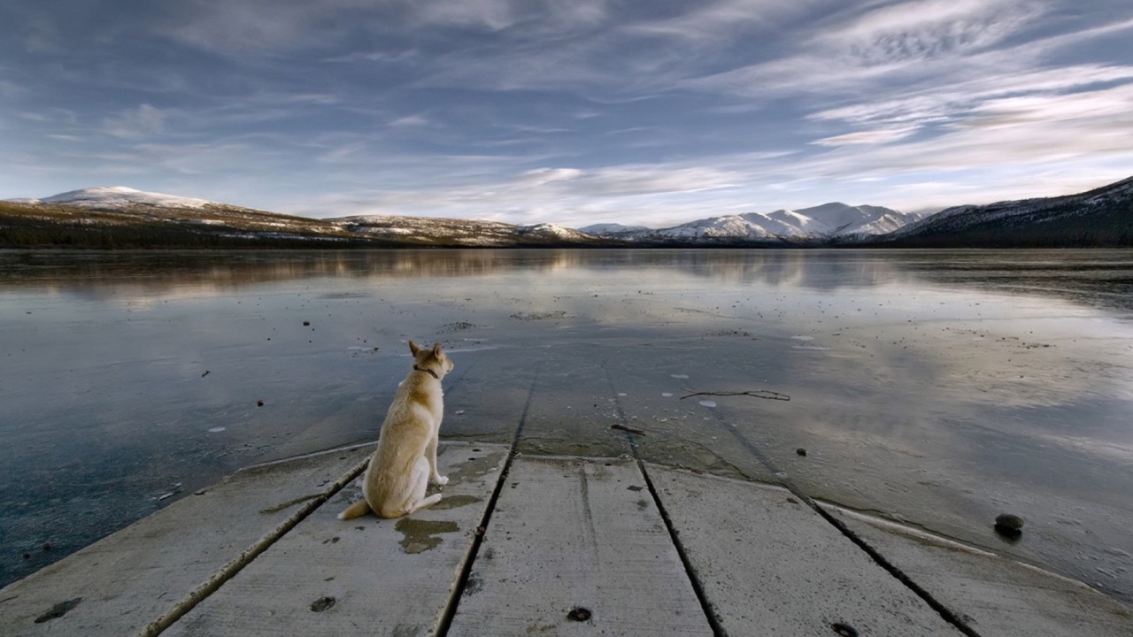 Das Dog And Lake Wallpaper 1280x720