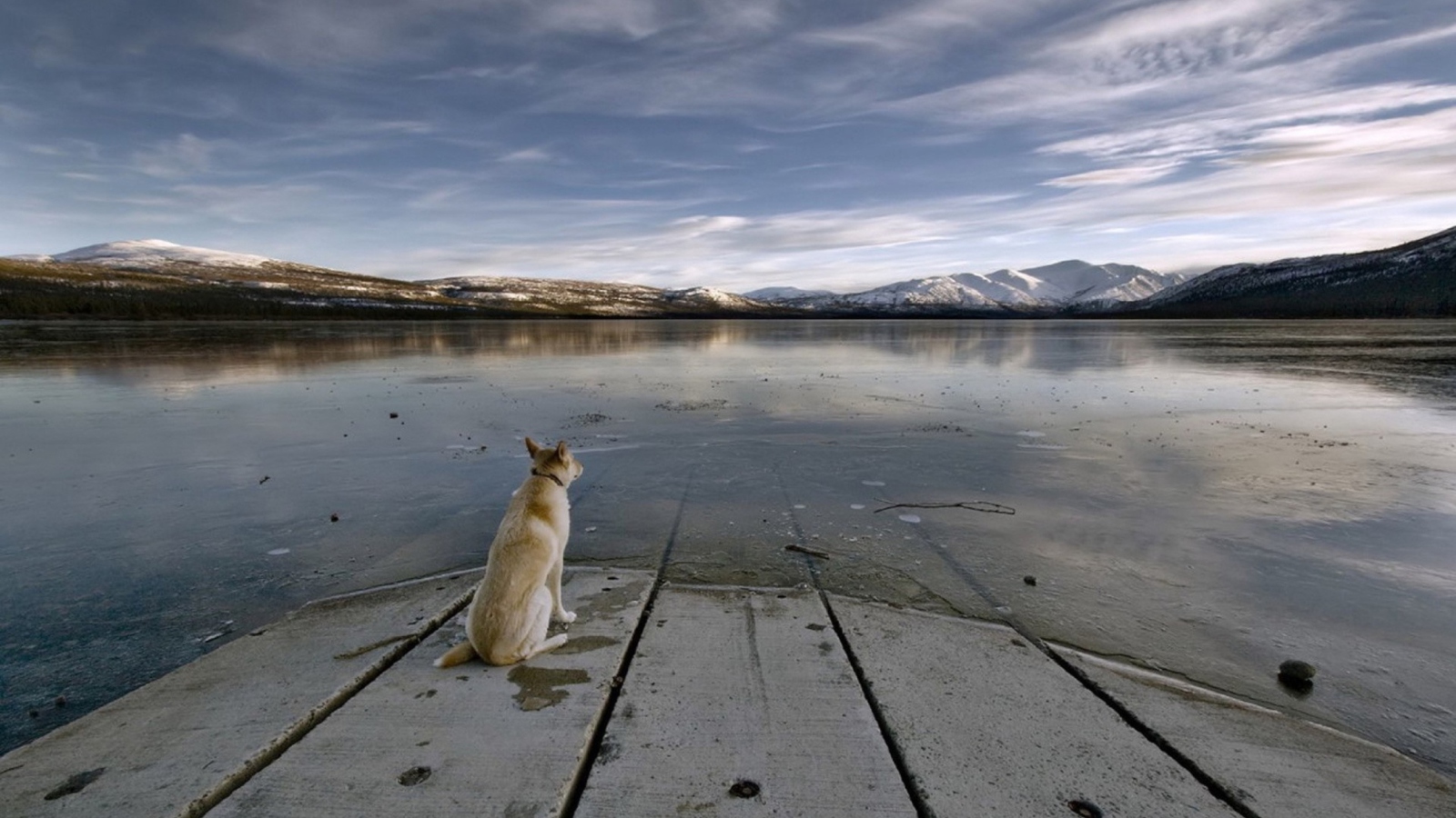 Fondo de pantalla Dog And Lake 1600x900