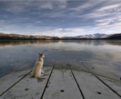 Das Dog And Lake Wallpaper 176x144