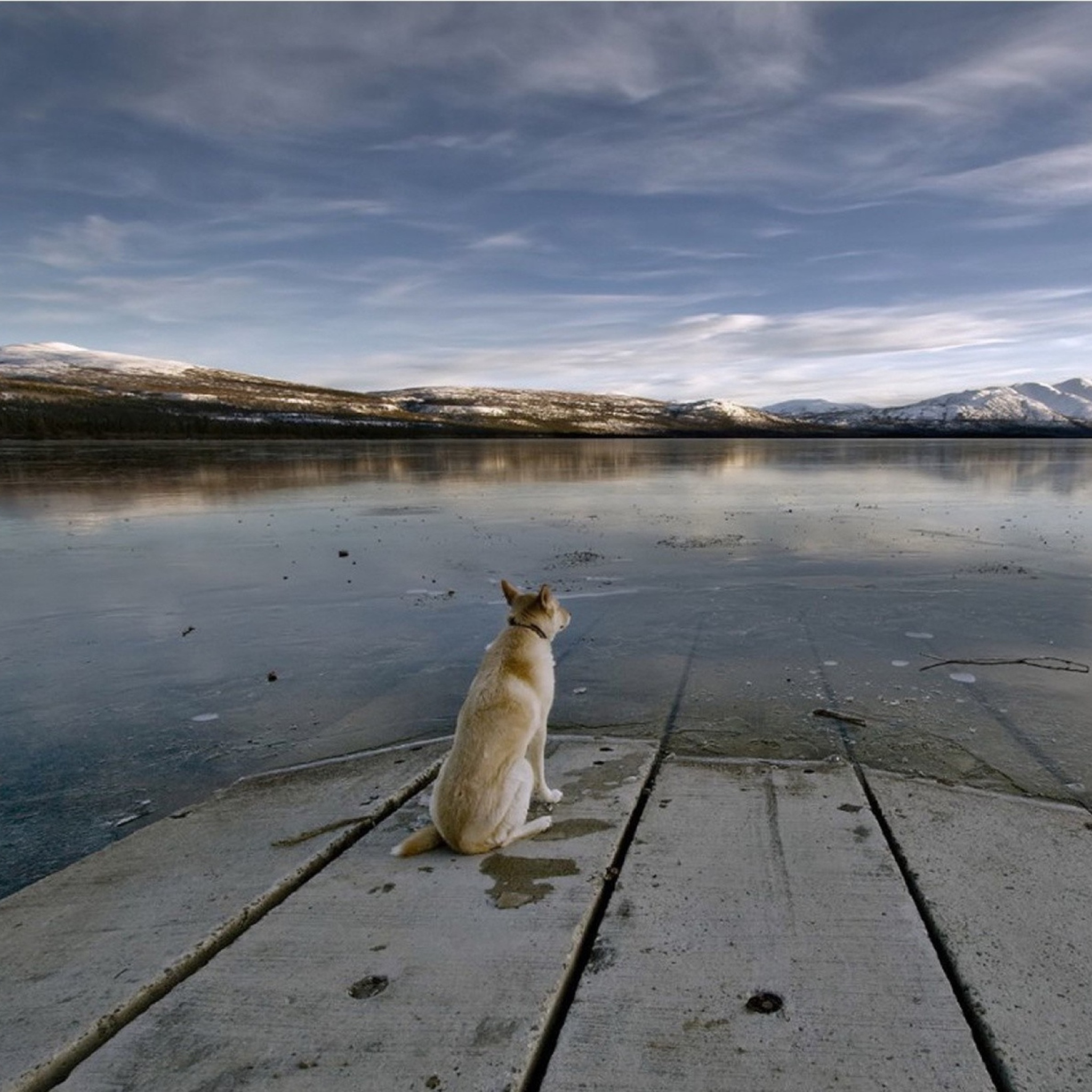 Обои Dog And Lake 2048x2048