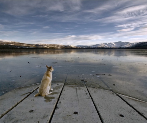 Dog And Lake wallpaper 480x400