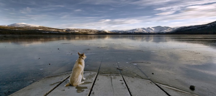 Das Dog And Lake Wallpaper 720x320