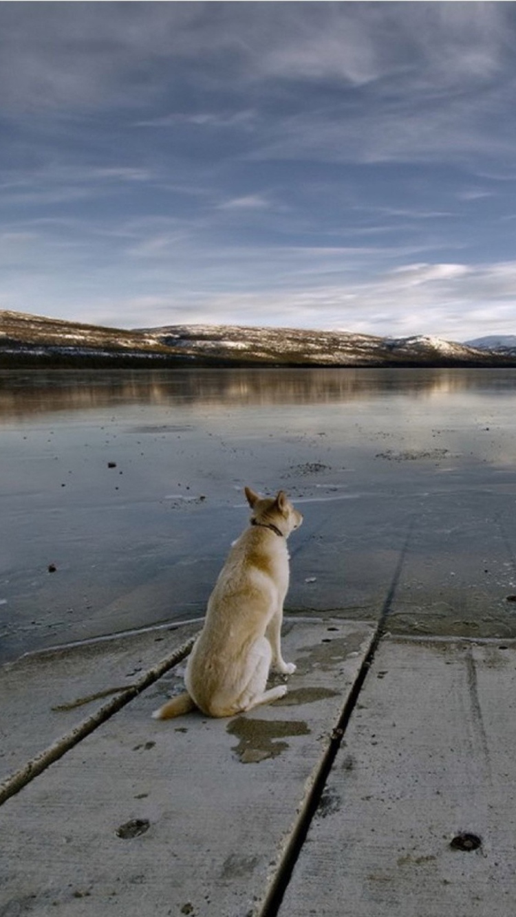 Fondo de pantalla Dog And Lake 750x1334