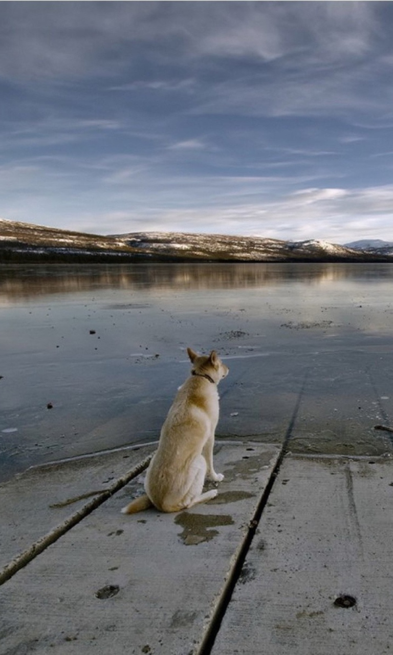 Fondo de pantalla Dog And Lake 768x1280