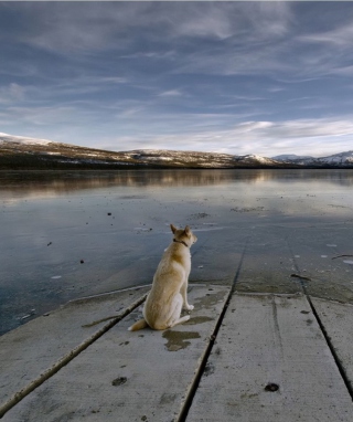 Kostenloses Dog And Lake Wallpaper für Nokia C5-06