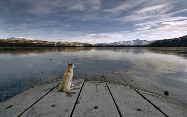 Das Dog And Lake Wallpaper