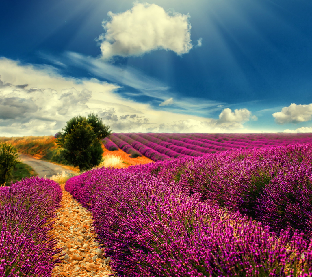 Fondo de pantalla Lavender 1080x960