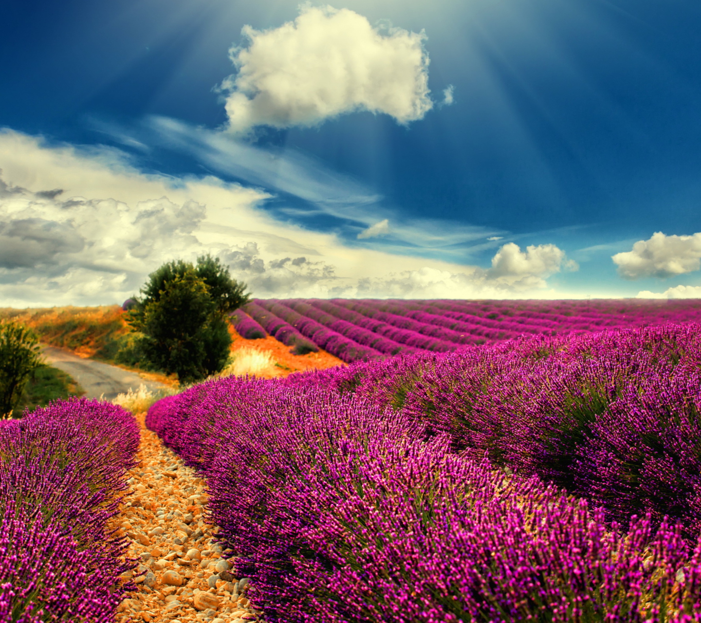 Das Lavender Wallpaper 1440x1280