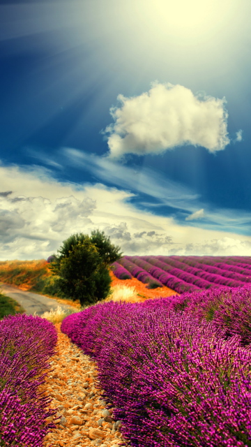 Fondo de pantalla Lavender 360x640