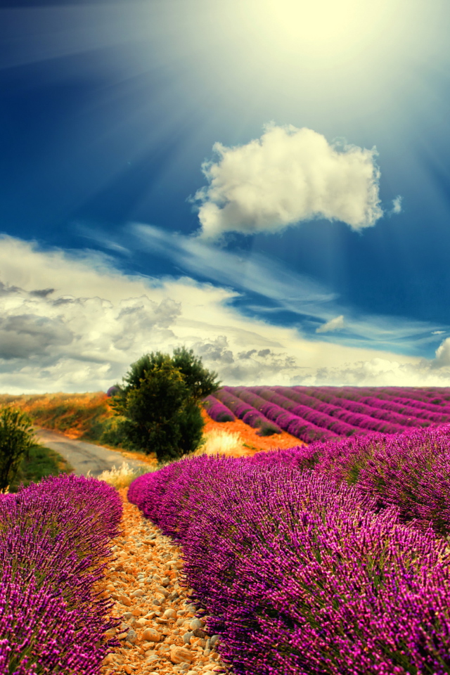 Fondo de pantalla Lavender 640x960