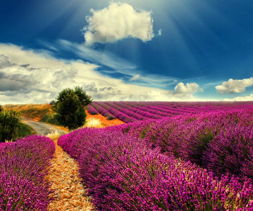 Lavender screenshot #1 960x800