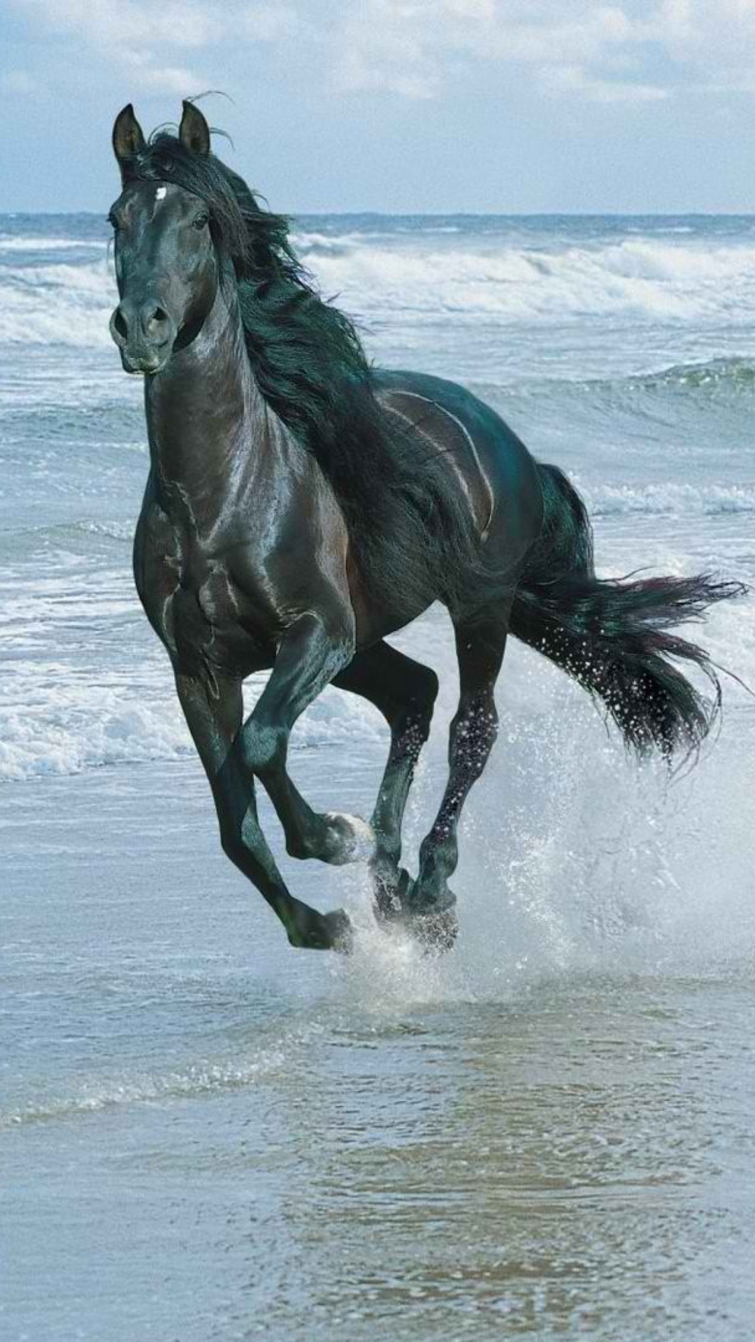 Sfondi Black Horse On Sea Shore 1080x1920
