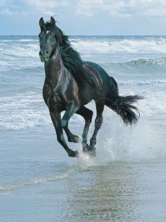 Black Horse On Sea Shore wallpaper 240x320