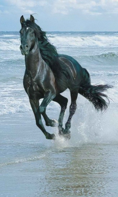 Das Black Horse On Sea Shore Wallpaper 240x400