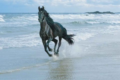 Das Black Horse On Sea Shore Wallpaper 480x320