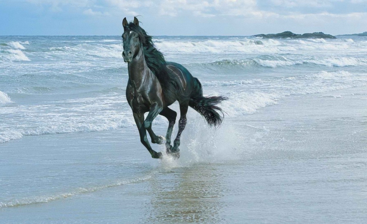 Обои Black Horse On Sea Shore