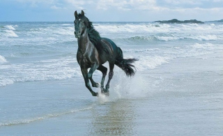 Kostenloses Black Horse On Sea Shore Wallpaper für Android, iPhone und iPad