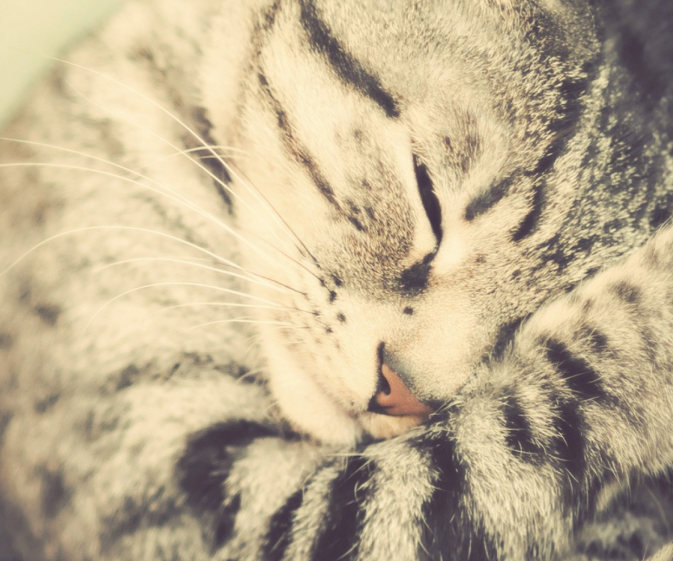 Sleeping Cat wallpaper 960x800