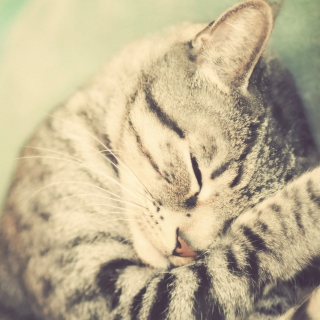 Sleeping Cat - Obrázkek zdarma pro 208x208