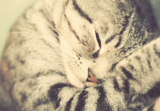 Sleeping Cat - Obrázkek zdarma pro Nokia Asha 205