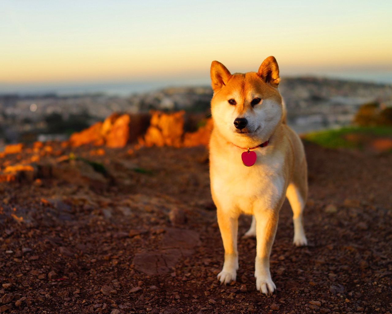 Fondo de pantalla Dogs Akita Inu 1280x1024