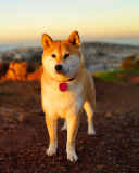 Dogs Akita Inu wallpaper 128x160