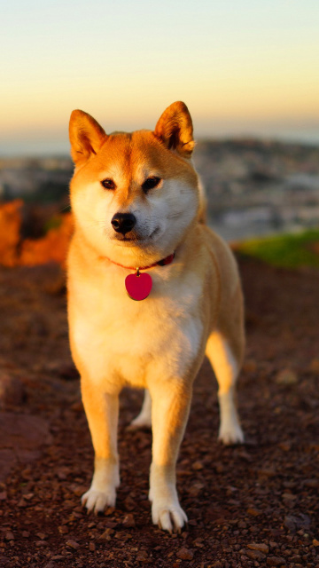 Dogs Akita Inu wallpaper 360x640