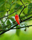 Chili Pepper screenshot #1 128x160