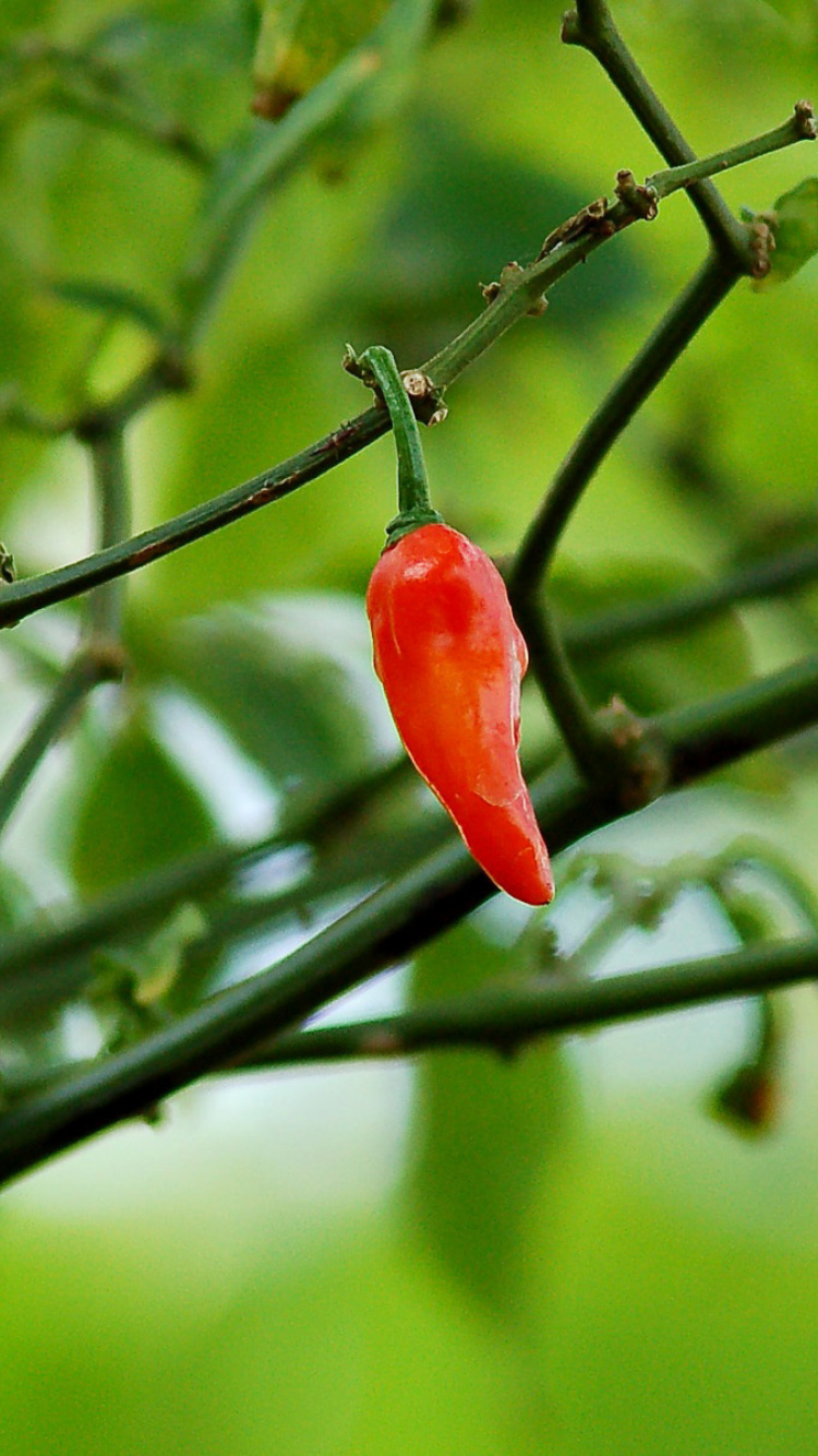 Chili Pepper wallpaper 750x1334