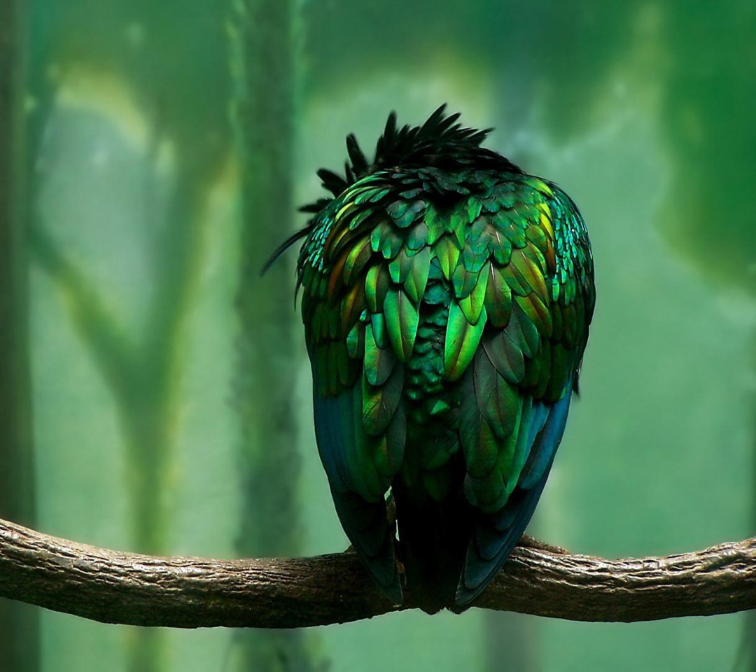 Green Bird wallpaper 1080x960