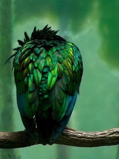 Green Bird screenshot #1 240x320