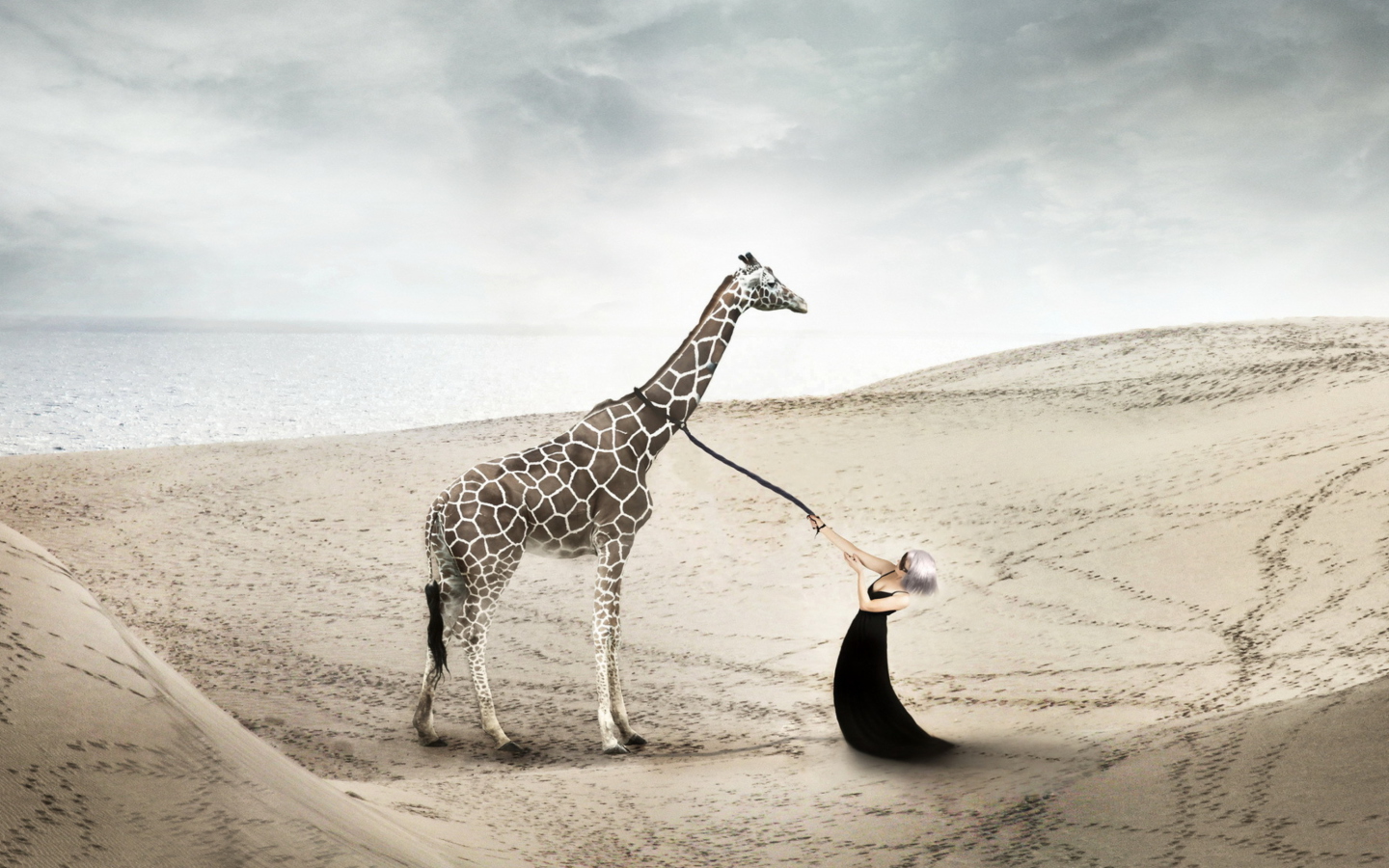 Обои Girl And Giraffe 1440x900