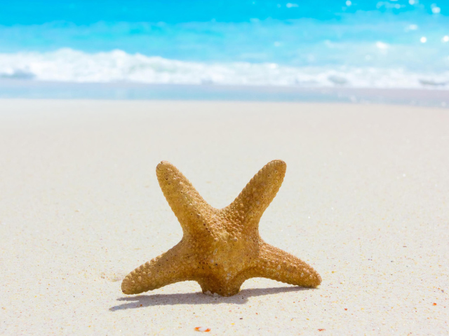 Обои Starfish On Beach 640x480