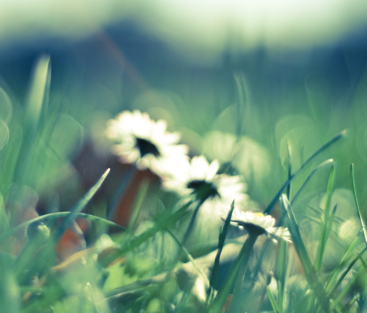 Daisies In Grass screenshot #1 1200x1024