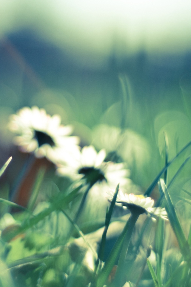 Daisies In Grass screenshot #1 640x960