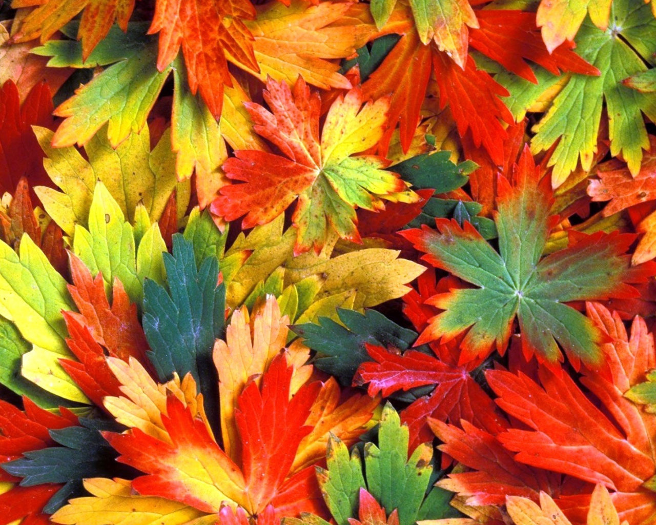 Screenshot №1 pro téma Colorful Leaves 1280x1024