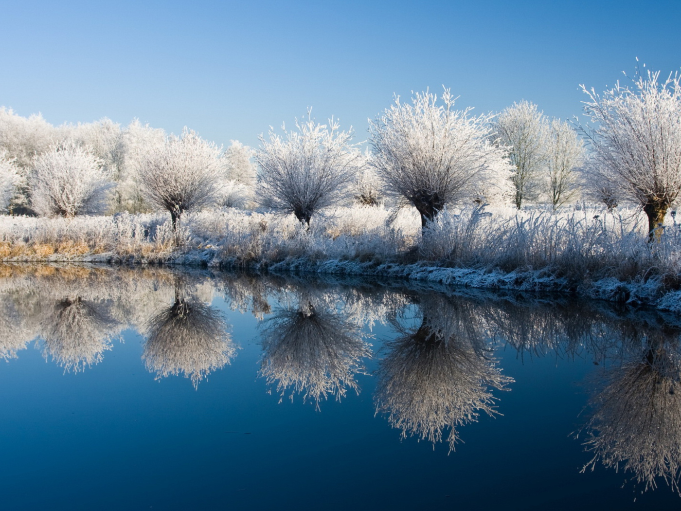 Screenshot №1 pro téma Winter Trees 1400x1050